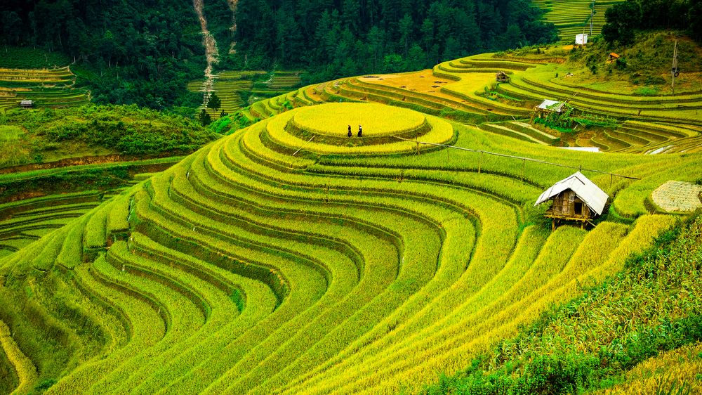 FOTO: Vietnamská rýžová pole se elegantně vlní po kopcích